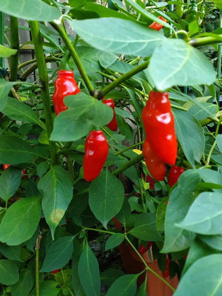 Capsicum pubescens Rocoto pepper plants in garden