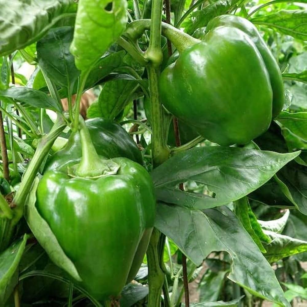 Capsicum pepper seedlings sprouting in vegetable patch