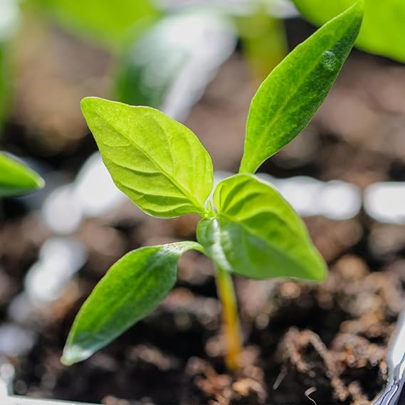 Young capsicum seedlings growing in a vegetable patch