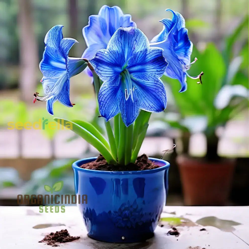 Captivating Light Blue Amaryllis Seeds For A Soothing Garden