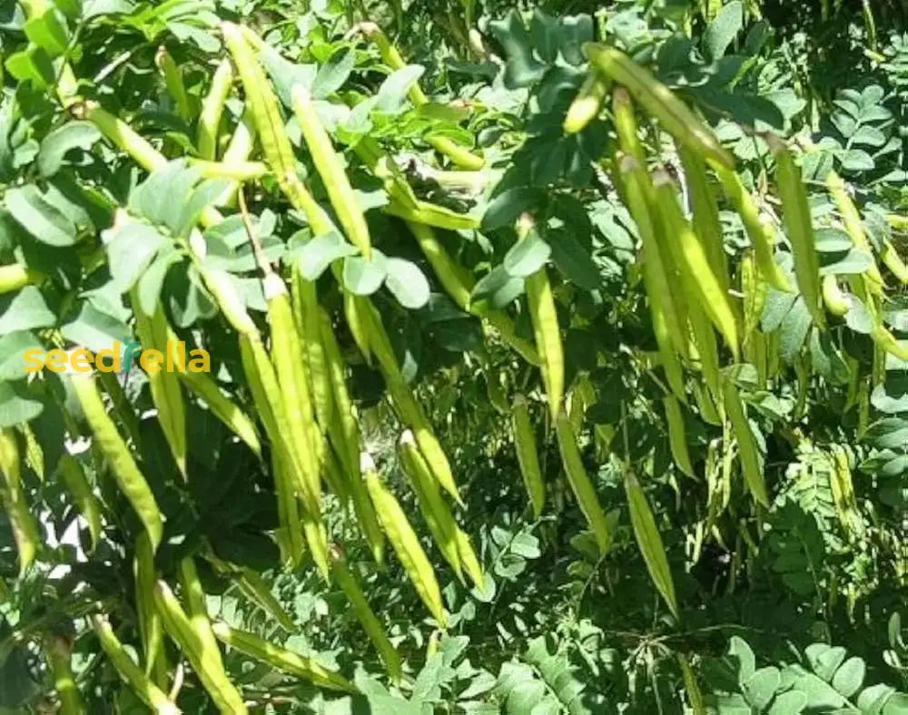 Caragana Arborescens Seeds For Planting - Green Tree Variety Vegetable Seeds