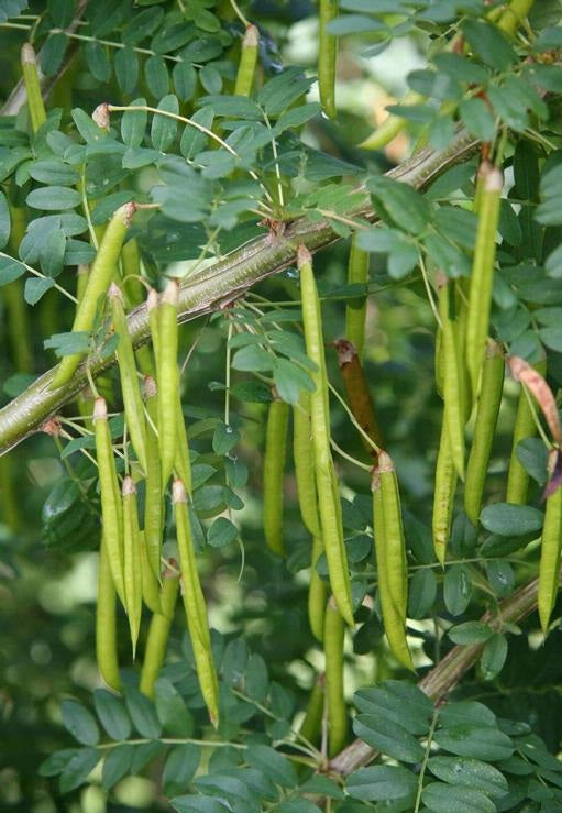 Caragana Arborescens seeds for planting