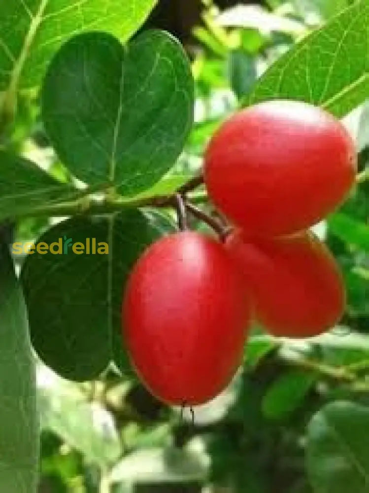 Carandas Fruit Seeds for Planting, Essential Guide to Grow Unique Carandas Fruits