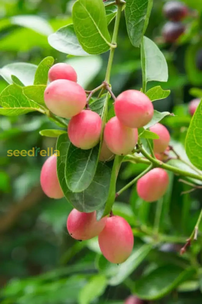 Step-by-Step Planting Guide for Carandas Fruit Seeds, Grow Exotic Fruits at Home