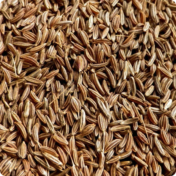 Caraway seeds Arterner Carum carvi plant for home gardening