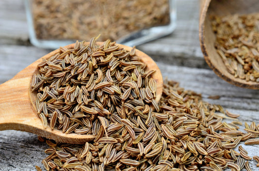 Caraway seeds growing into Carum carvi plants in full sun