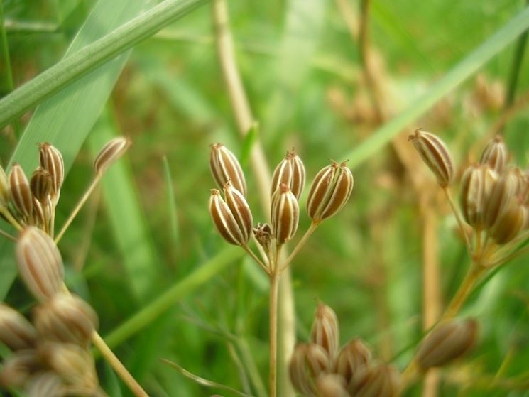 Caraway seeds planted in a home herb garden setting