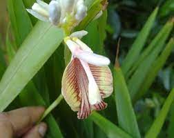 Green Cardamom Pods Growing on Elettaria cardamomum Plant