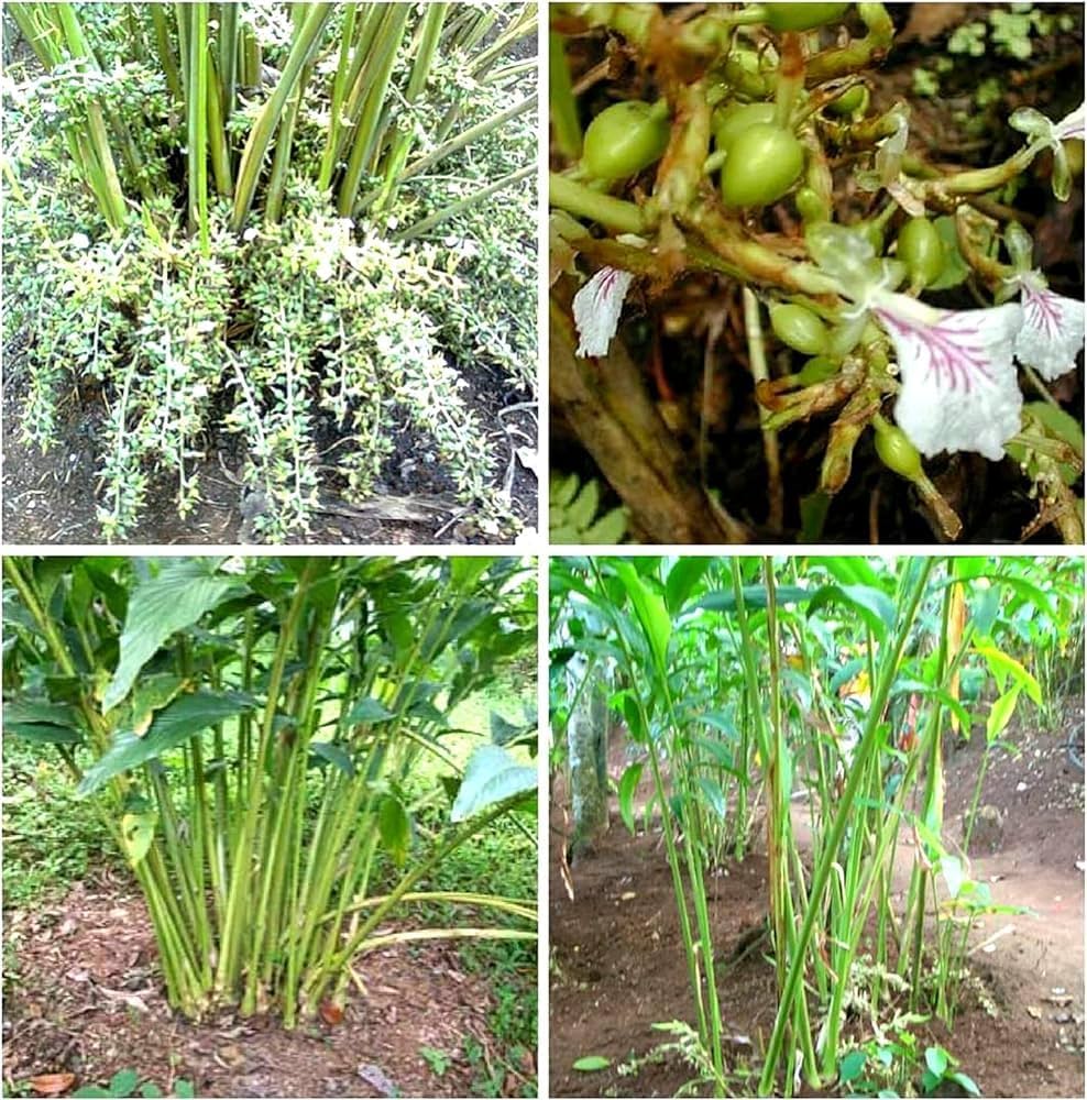 Cardamom seeds germination seedlings indoor