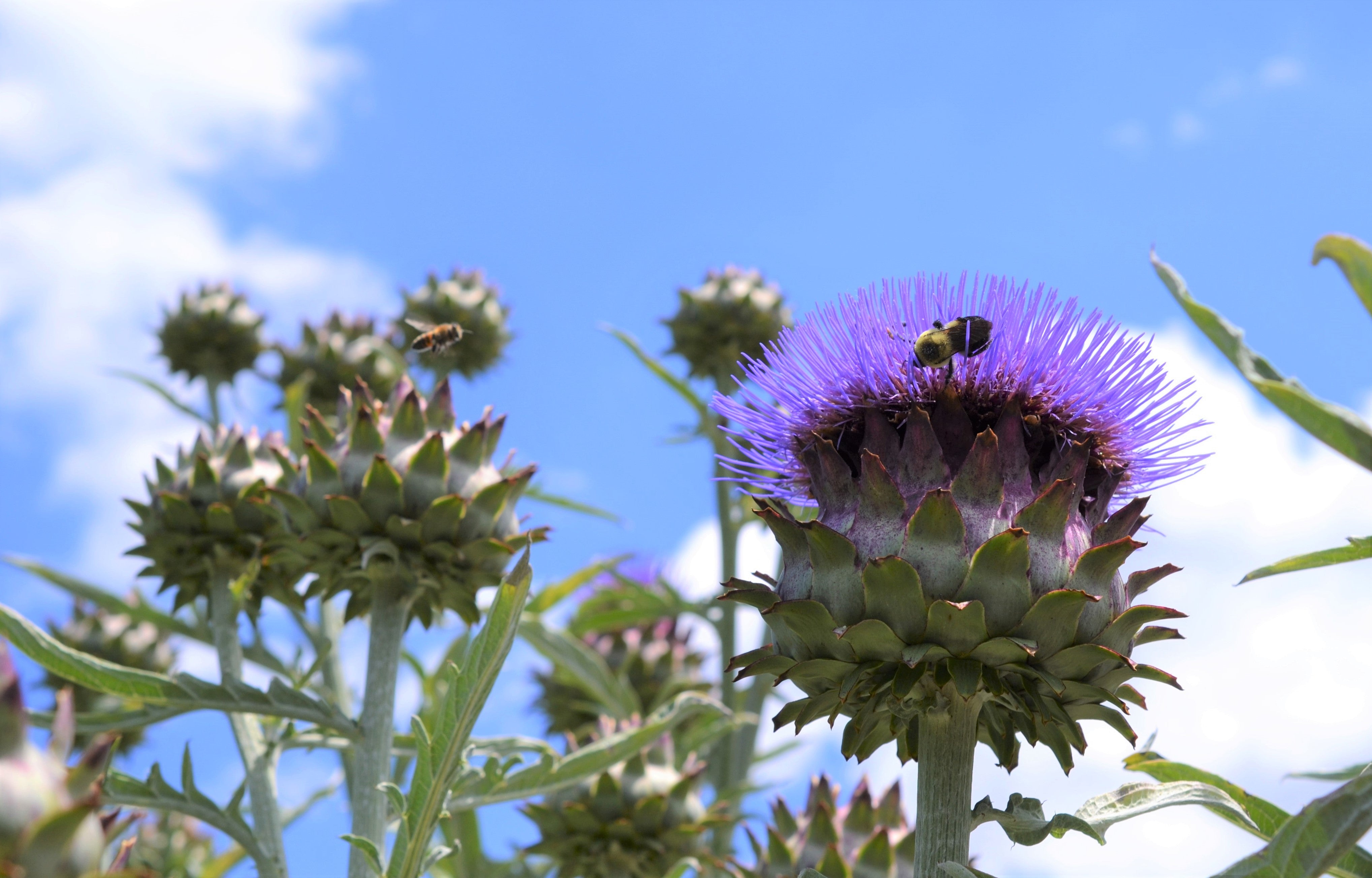 Semi di Fiore Cardoon Blu per una Facile Piantagione