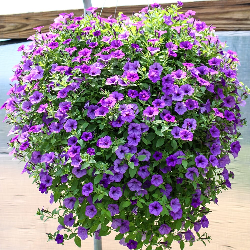 Hanging Petunia Flower Seeds For Planting Pink Violet - Perfect Colorful And Dynamic Gardens