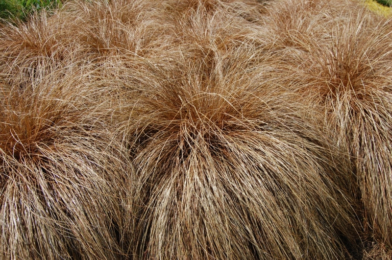 Carex Comans Ornamental Grass Seeds for Easy Planting