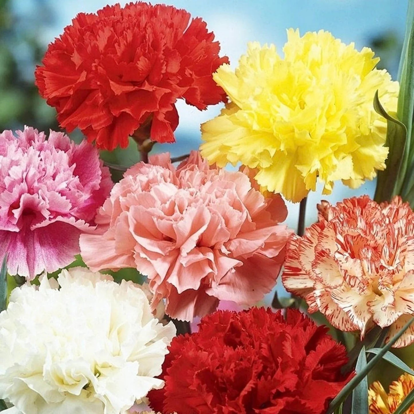 Close-Up of Yellow and Red Carnation Petals