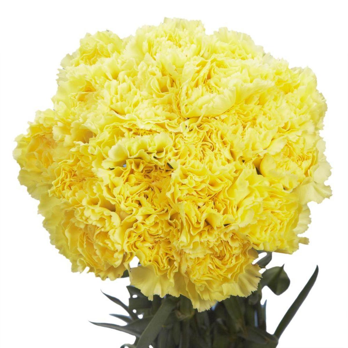 Exotic Dark Yellow Carnation Seeds For Colorful Planting Flower