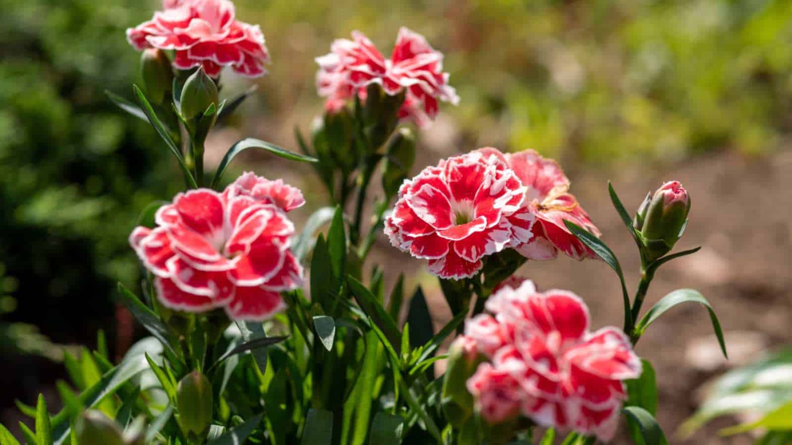 Yellow and Red Carnations Blooming in Garden Bed