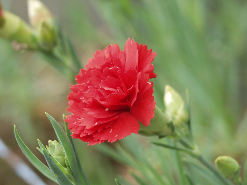 Red Carnation plants in a vibrant garden