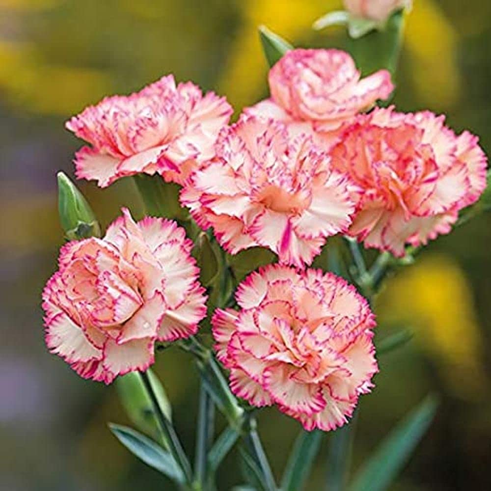 Mixed Carnation Plants in Pots