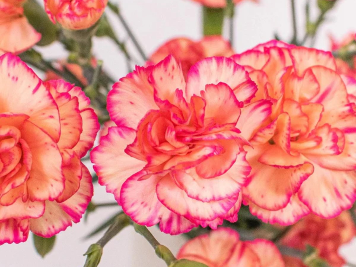 Premium Yellow and Red Carnation Seeds Pack