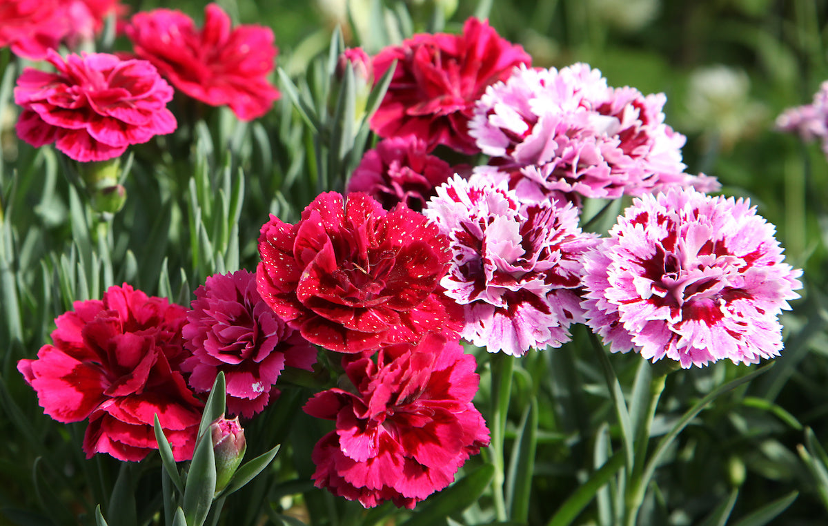 Premium Non-GMO Dark Pink Carnation Seeds Pack