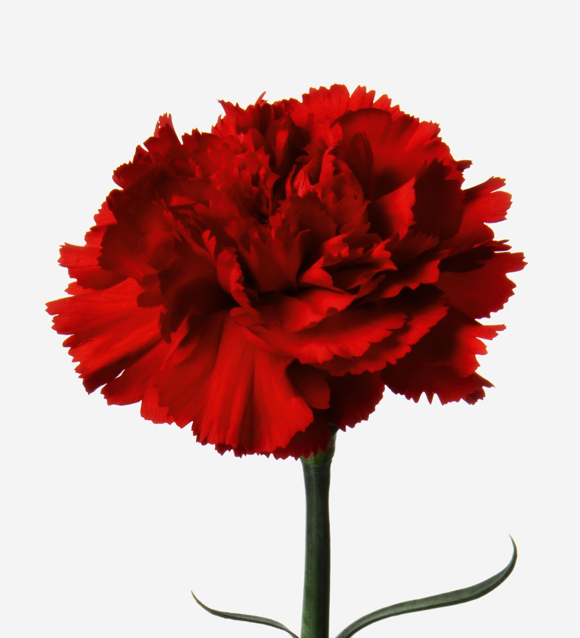 Dianthus Caryophyllus Flower Seeds For Planting - Vibrant Baren Red Colorful Displays