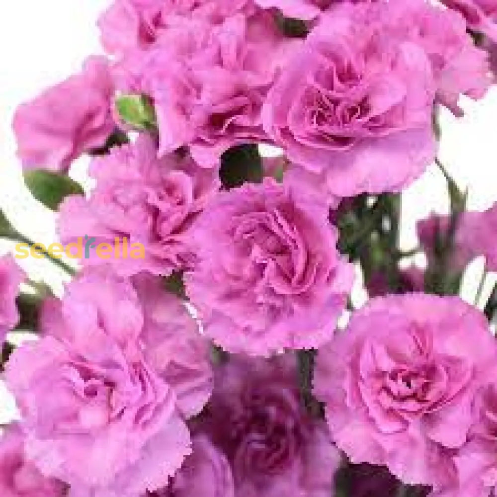 Carnations Pink Flower Planting Seeds For A Colorful Garden