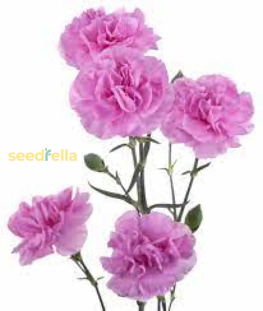 Carnations Pink Flower Planting Seeds For A Colorful Garden