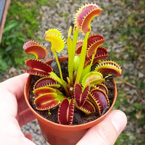 Carnivorous Venus Flytrap grown in bog garden