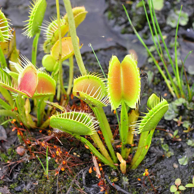 Carnivorous Green Venus Flytrap live plant