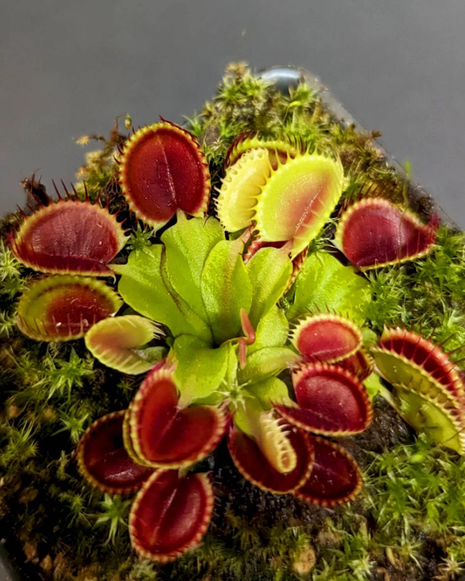Carnivorous Venus Flytrap in exotic terrarium display