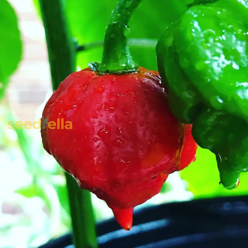 Carolina Reaper chili seeds strong germination and vigorous plants