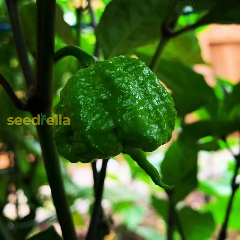 Carolina Reaper chili seeds super hot variety for home planting