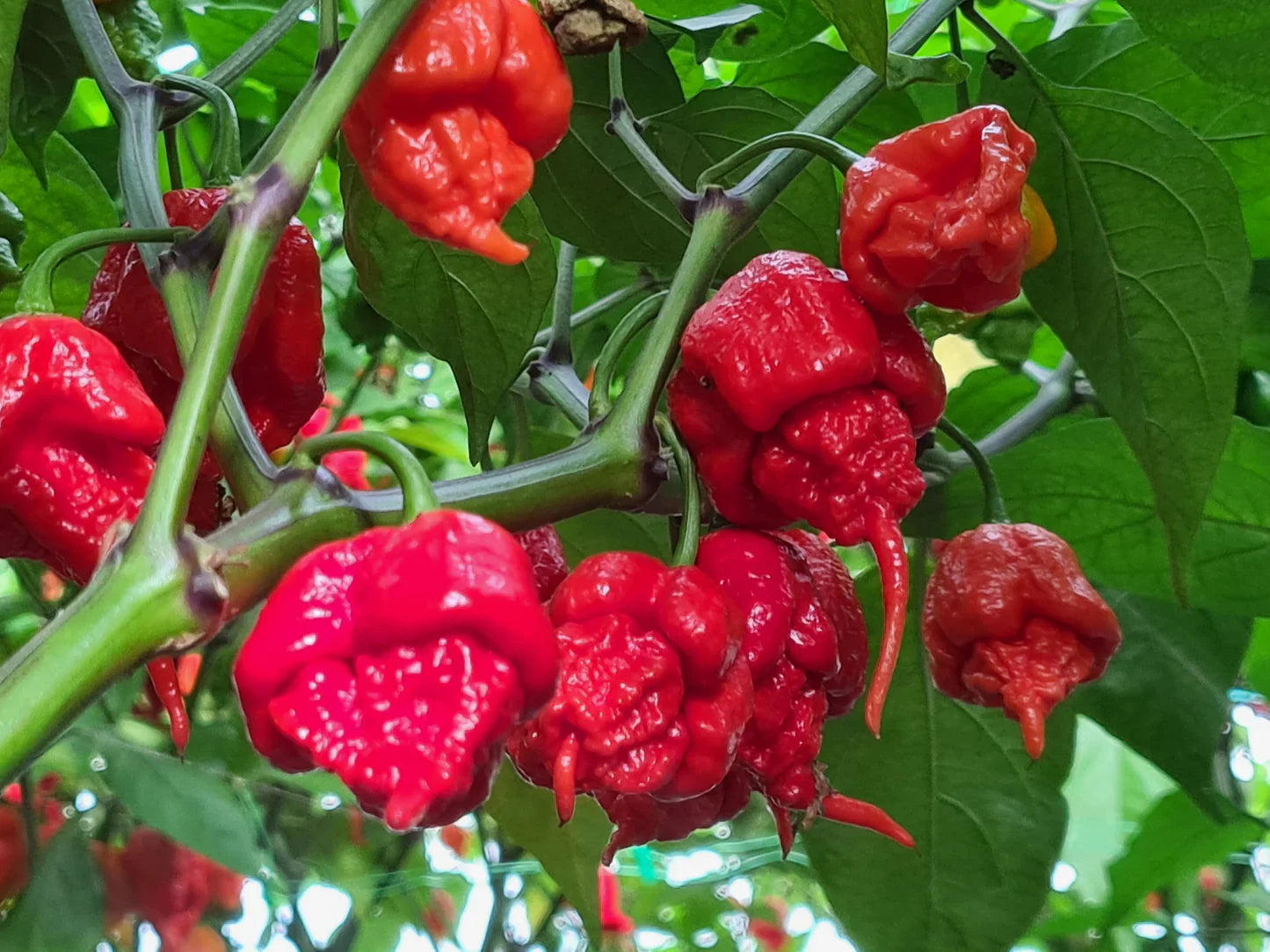 Carolina Reaper plants thriving in raised garden beds