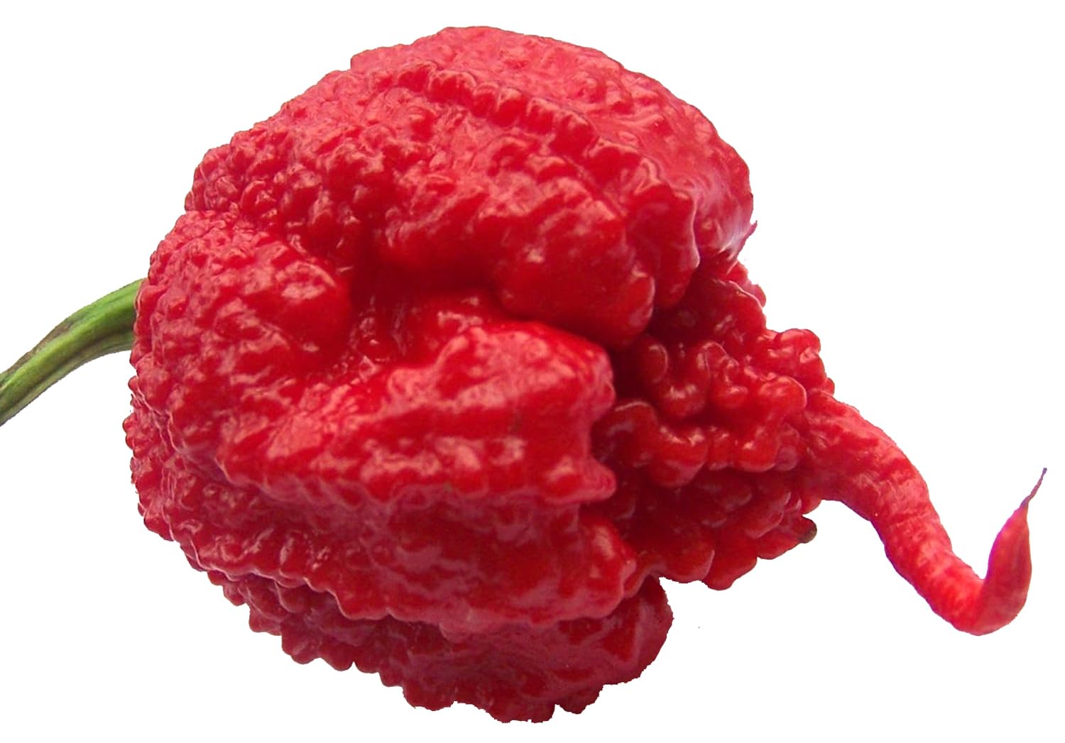 Carolina Reaper pepper seeds for home garden planting