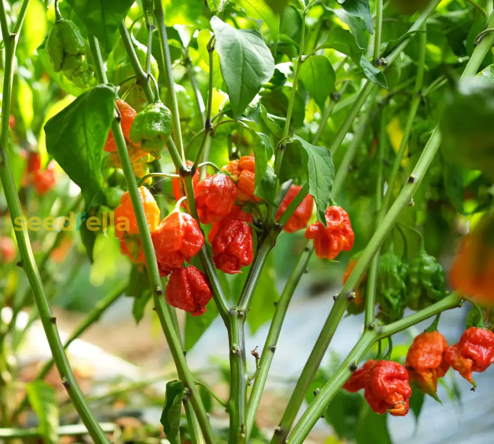 Carolina Reaper Seeds For Planting - Grow Fiery Hot Peppers Vegetable Seeds