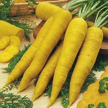 Yellow carrot planting guide for gardeners