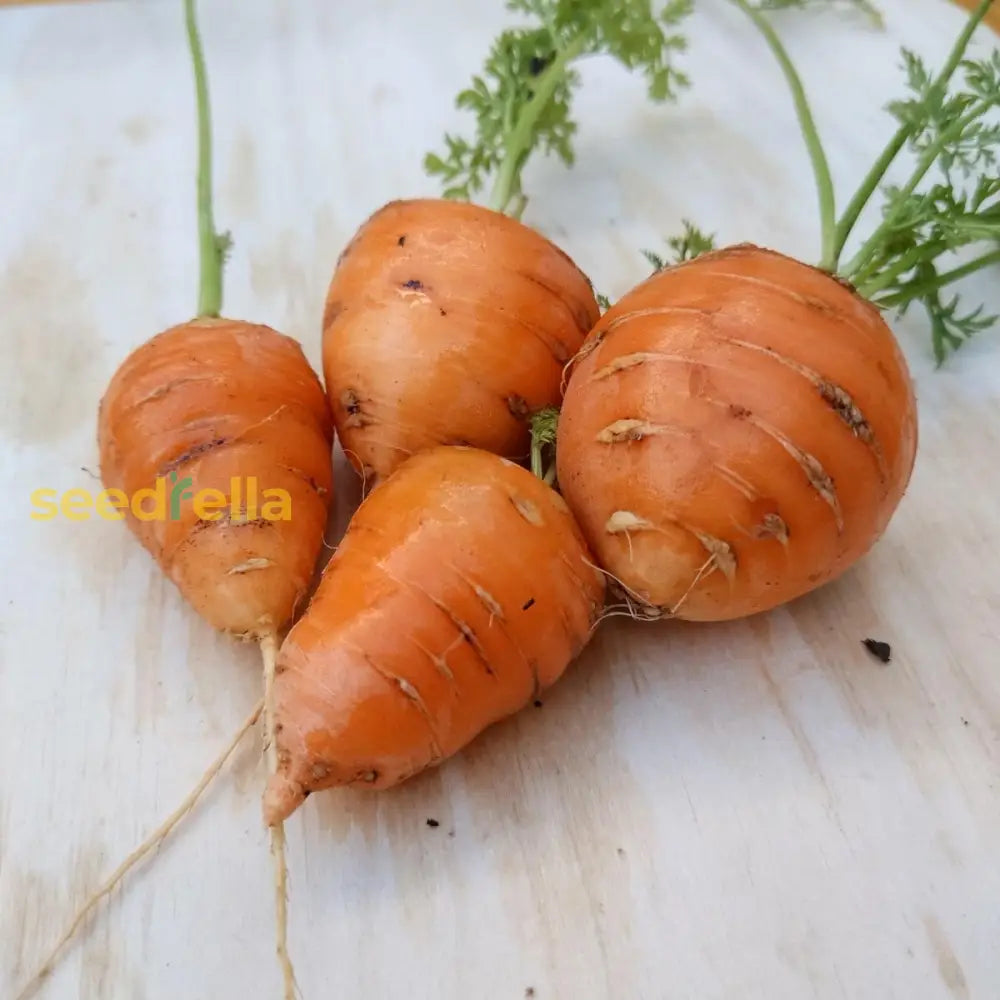 Carrot seedlings showing feathery foliage growth