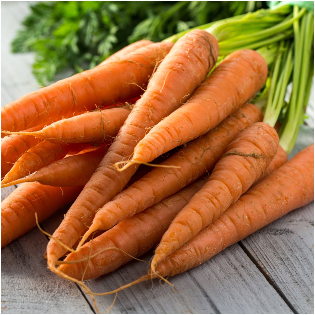 Carrot seedlings sprouting from Non GMO Daucus carota seeds