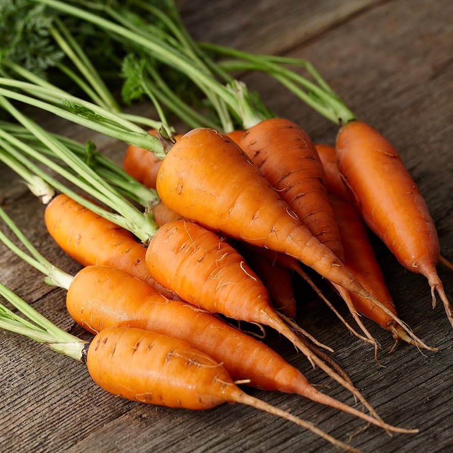 Carrot seeds planted in loose soil for smooth root growth