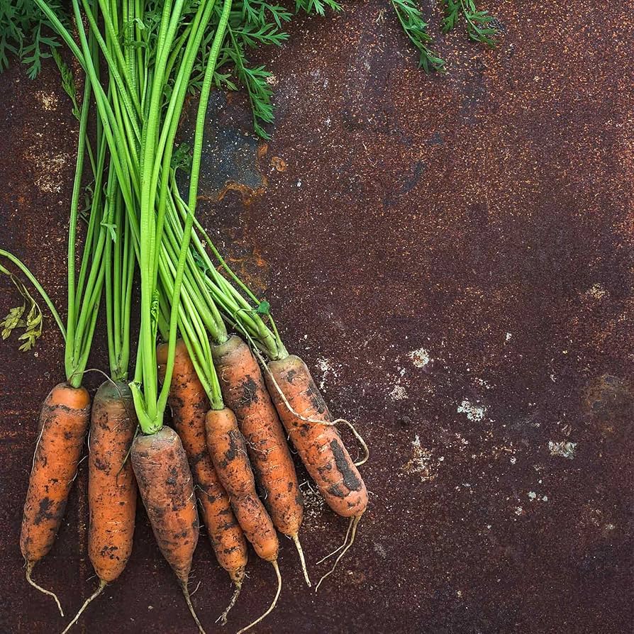 Carrot plants growing in a home vegetable garden