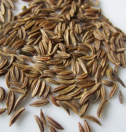 Carum carvi Caraway seeds for home garden growing