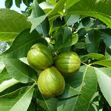 Carya Ovata Tree Growing in Garden, Healthy Shagbark Hickory Tree with Shaggy Bark
