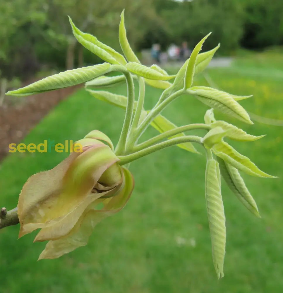 Carya Ovata Green Seeds | Ideal For Planting Fruit