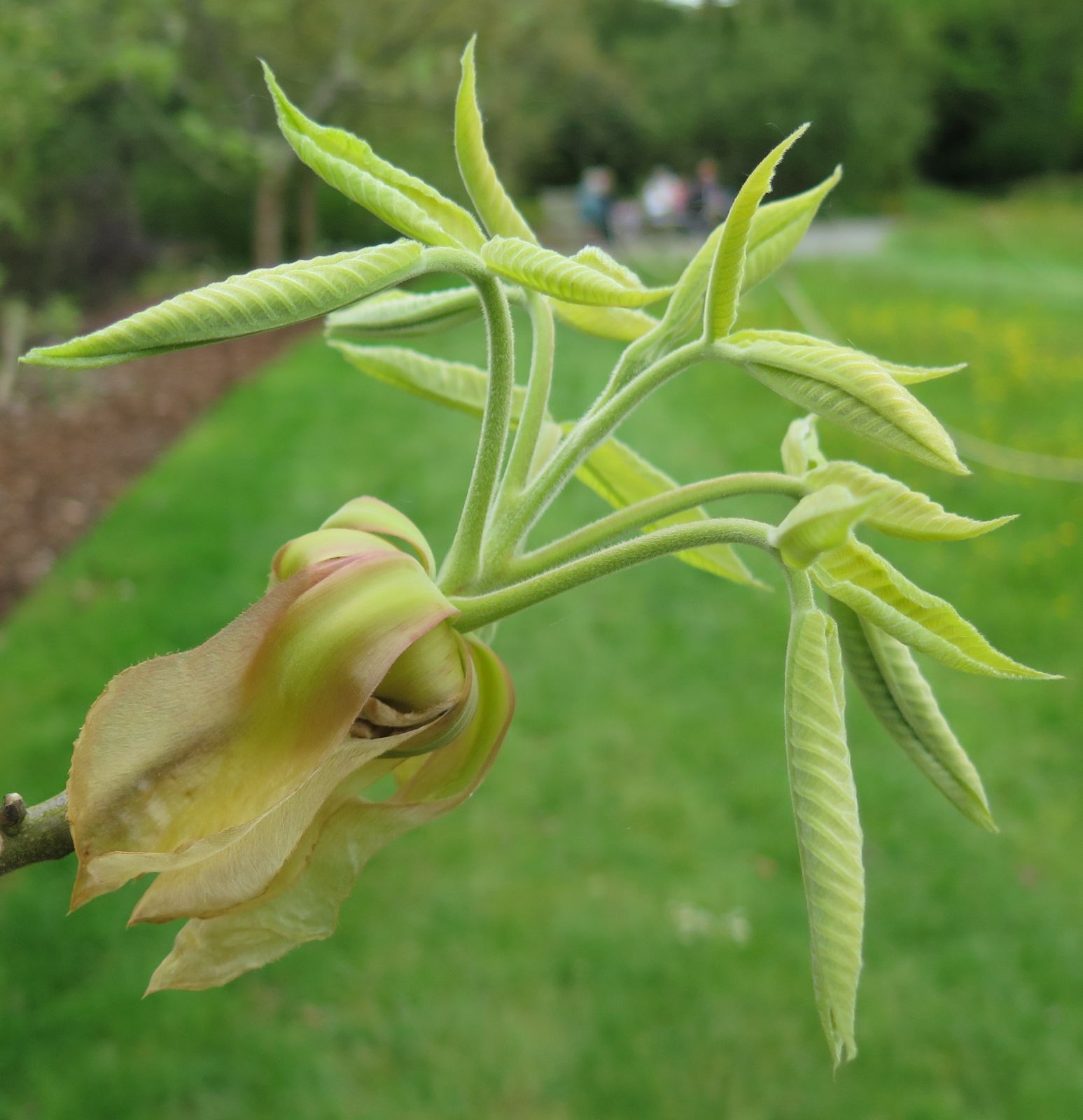 Carya Ovata Green Seeds | Ideal For Planting Fruit