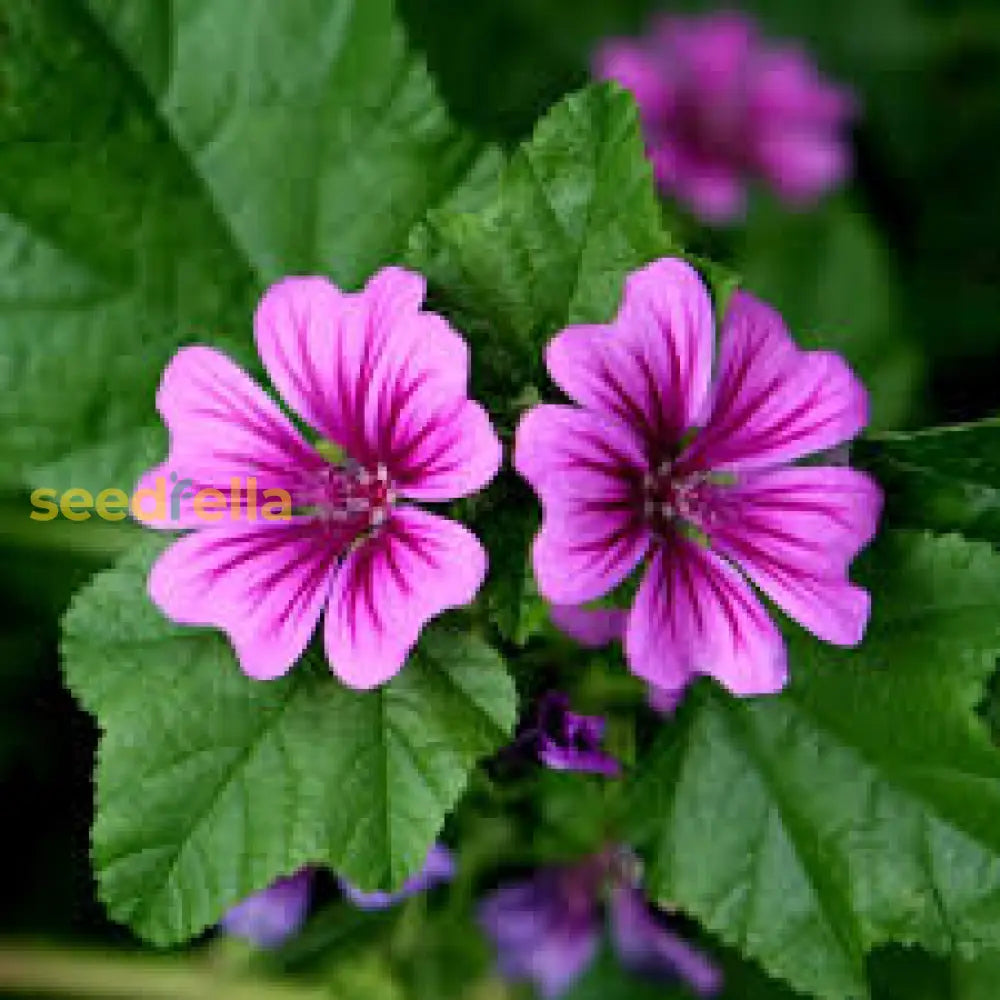 Casa Malva Flower Seeds Planting Pack