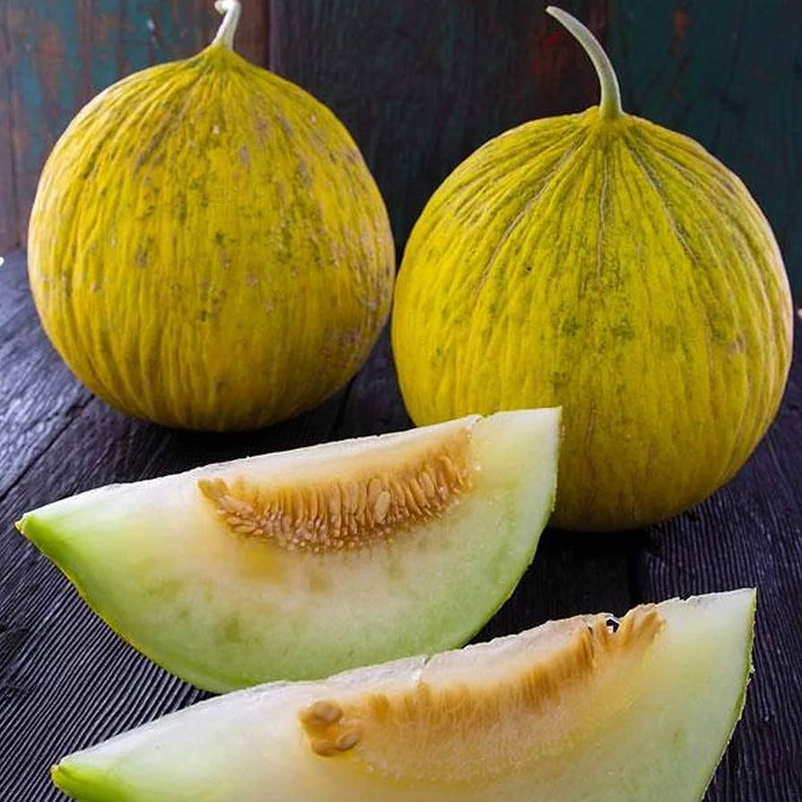 Harvested Golden Beauty Casaba Melons on a farm