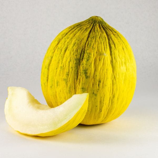 Casaba Melon vines growing in a sunny garden