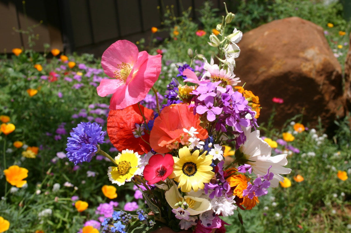 Mixed Cascade Flower seeds for Planting - Vibrant Colors, Heirloom & GMO Free Seeds for Home Garden
 
 Sale seeds for home garden