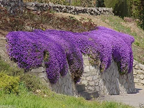 Cascading Aubrieta Blooms Over Rocks