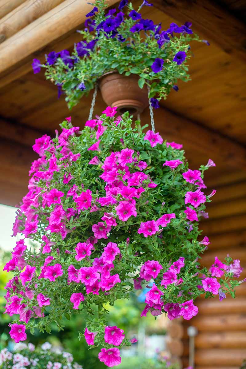 Cascading Blue and Yellow Petunia Flowers for Garden Decor