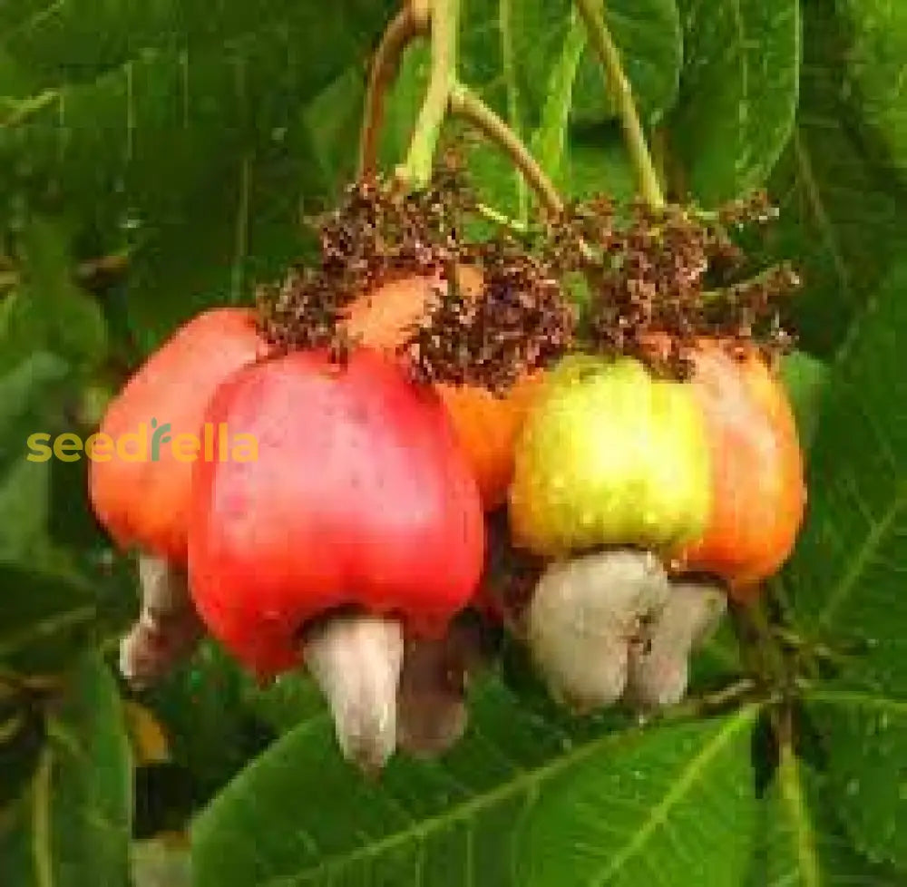 Cashew Nut Seeds For Planting And Growth